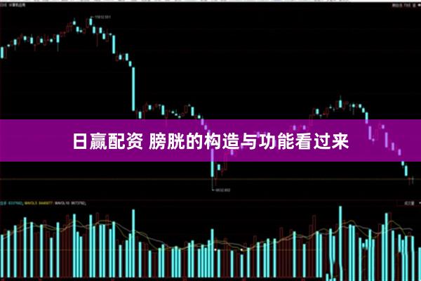 日赢配资 膀胱的构造与功能看过来